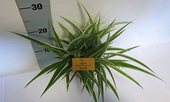 PERFECT PLANTS Chlorophytum com Ocean Houseplant. Unusual Spider Plant in a 12cm Pot