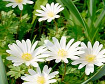 Anemone Bulbs - White Splendour
