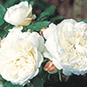 Bianco - Patio Rose