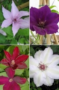 Blooming Direct 4 Clematis Collection x 10 young plants