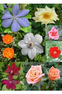 Blooming Direct Clematis and Rose collection x 10 plants