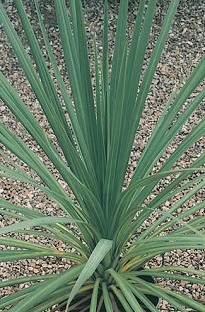 Blooming Direct Cordyline Australis (New Zealand Cabbage Palm)
