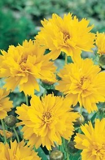 Blooming Direct Coreopsis Sunrise x 5 young plants