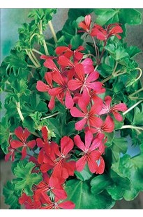 Blooming Direct Geranium Decora Red x 5 young plants