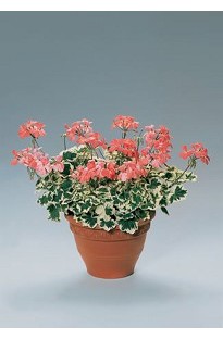 Blooming Direct Geranium Frank Headley x 5 young plants