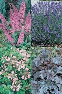 Blooming Direct Great Value Shrub and Perennial Pack x 20 plants