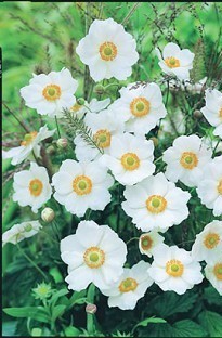 Blooming Direct Japanese Anemone Honorine Jobert x 5 plants