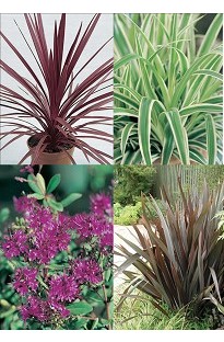 Blooming Direct Mixed Architectural Plants x 20 plants