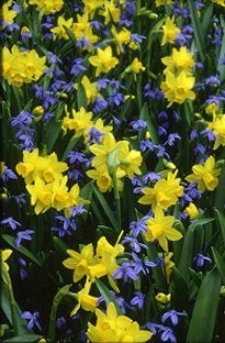 Blooming Direct Narcissus Tete a Tete and Scilla Siberica x 35 bulbs