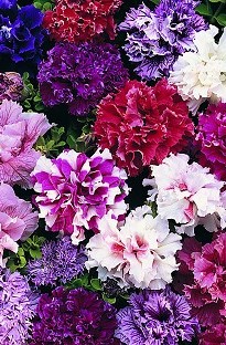 Blooming Direct Petunia Double Duo 50 mixed plants  16 FREE