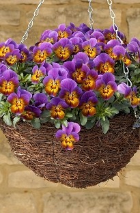 Blooming Direct Viola Avalanche Bronze x 66 Plants