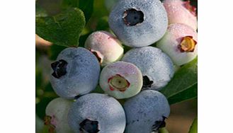 Blueberry Plant - Chandler