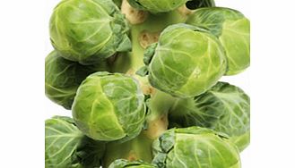 Brussels Sprout Continuity Plants Collection