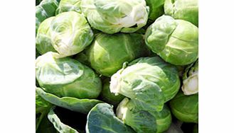 Brussels Sprout Seeds - Continuity F1 Mix