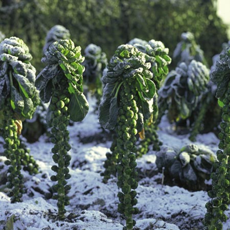 brussels Sprouts Cumulus F1 Seeds Average Seeds 40