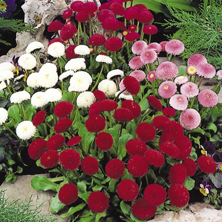 Bumper Bedding Plant Collection Pack of 60