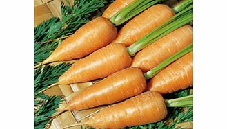 carrot Chantenay Red Cored Royal 2 Seeds