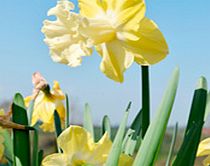 Daffodil Bulbs - Galactic Star