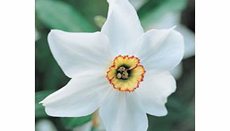 Daffodil Bulbs - Pheasant Eye