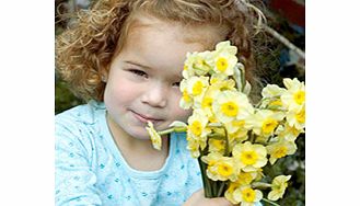 Daffodil Bulbs - Sundisc