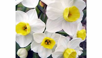 Daffodil (Cornish) Bulbs - Avalanche