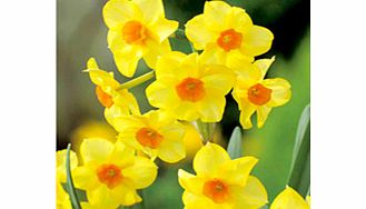 Daffodil (Cornish) Bulbs - Martinette
