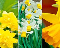 Daffodil (Cornish) Miniature Bulbs - Collection