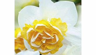 Daffodil Double Bulbs - Wave