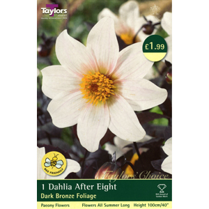 Dahlia After Eight Bulb