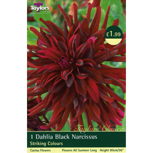 Dahlia Black Narcissus Tuber