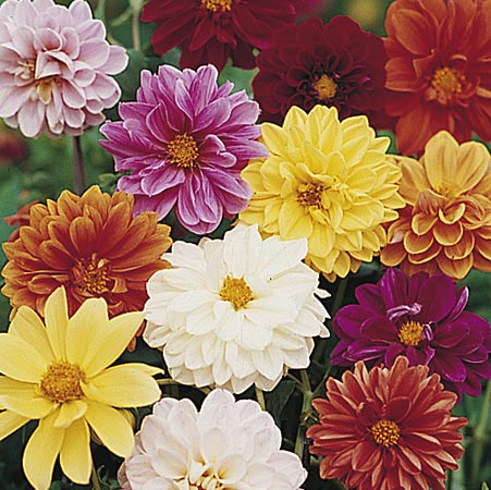 Dahlia Dwarf Amore Seeds - Twin Pack Twin Pack -
