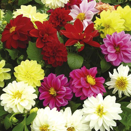 Dahlia Dwarf Delight Mixed Plants Pack of 50