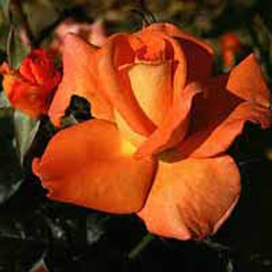 Dawn Chorus Hybrid Tea Rose