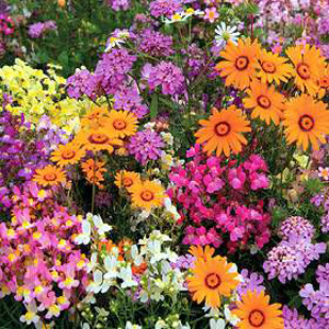 Annuals Fairy Mixed Seeds