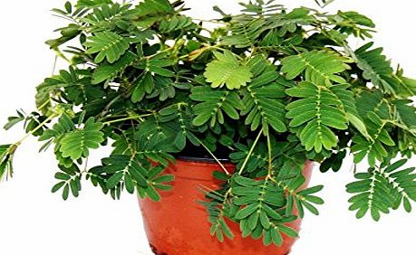 exotenherz Mimosa pudica ``Touch-Me-Not`` - The Plant That Reacts To Your Touch - 9cm Pot