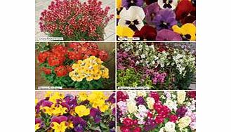 Extra Value Plug Plants - Scented Bedding