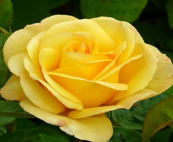Giftaplant ROSE HAPPY GOLDEN WEDDING- Wonderful Rose Gift To Celebrate A Golden Wedding Anniversary Gift