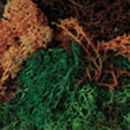 Hornby Assorted Lichen