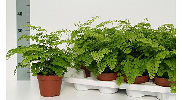 Indoor Plants Maidenhair Fern indoor house plant - 15 month established