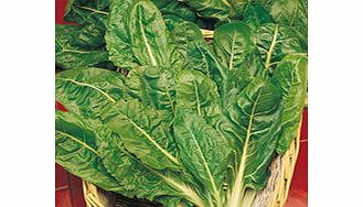 Leaf Beet Seeds - Perpetual Spinach