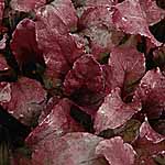 leaf Salad Seeds - Beet Bulls Blood 439514.htm