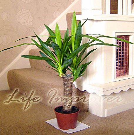 Life Improver Large Traditional Evergreen House Plants - Yucca