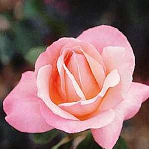 Lovely Lady - Hybrid Tea Rose - ** AUTUMN