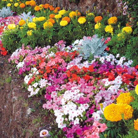 Lucky Dip Bedding Plants Pack of 40 Easiplants