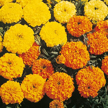 marigold (African) Sunset Giants Seeds Average