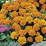 marigold (Dwarf French) Orange Winner Seeds