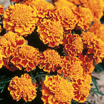 Marigold (French) Seeds - Honeycomb