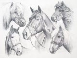 oasis Reeves - Sketching By Numbers - Horse Montage