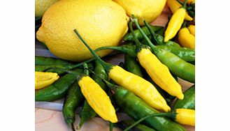 Pepper Chilli Plant - Peruvian Lemon Drop