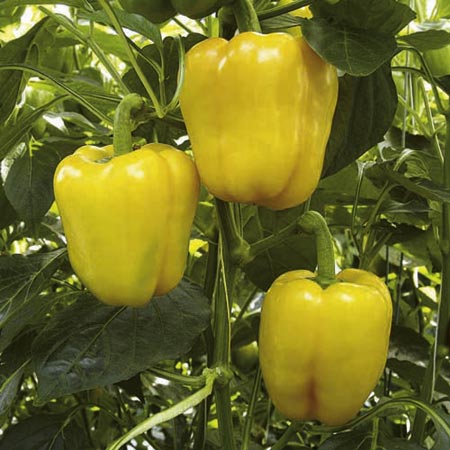 Pepper (Sweet) Grafted Plant Collection